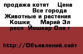 продажа котят  › Цена ­ 15 000 - Все города Животные и растения » Кошки   . Марий Эл респ.,Йошкар-Ола г.